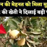 Apple Farming : सेव की खेती शुरू की नवाचारी किसान ने, इस क्लाइमेट में भी किसान ने खुद को साबित किया ...