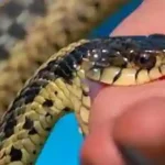 Chhattisgarh News : 8 वर्षीय बच्चे को काटने से सांप की मौत, बच्चा सुरक्षित, जानें क्या है ड्राई बाइट...