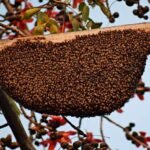 छत्तीसगढ़ : मधुमक्खियों ने किया हमला, 6 से ज्यादा लोग हुए घायल, अस्पताल में इलाज जारी