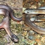 Two Headed Snake : दक्षिण अफ्रीका के वेदवे इलाके में दिखाई दिया...यह दुर्लभ सांप विस्तार से पढ़िए