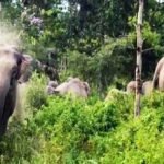 छत्तीसगढ़ : 35 हाथियों के दल ने मचाया उत्पात, वन विभाग ने ग्रामीणों को किया अलर्ट