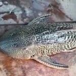 JanjgirChampa Unique Fish : तालाब में मिली 4 आंखों वाली दुर्लभ मछली, देखने के लिए जुटी लोगों की भीड़...