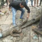 Korba Snake Rescue : घर के किचन की पाइप में चूहों को खाकर विशालकाय अजगर घुसा था, फिर सर्प मित्र ने र...