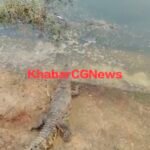 JanjgirChampa Crocodile : कोटमीसोनार गांव में फिर मिला मगरमच्छ, नाला में साढ़े 4 फ़ीट के मगरमच्छ मिलने...