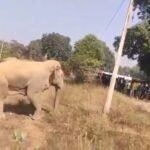 Korba Elephant : करतला महाविद्यालय के पास घायल हाथी विचरण करते दिखा, ग्रामीणों की भीड़ जुटी, वन अमला ...