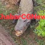 JanjgirChampa Crocodile Park : कोटमीसोनार के क्रोकोडायल पार्क में पर्यटकों की भीड़ जुटी, मगरमच्छों को...