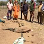 JanjgirChampa Crocodile : कोटमीसोनार गांव के एक ही तालाब में मिले 11 मगरमच्छ, क्रोकोडायल पार्क में छ...