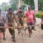 JanjgirChampa Crocodile : मछली पकड़ते वक्त तालाब में 5 फ़ीट का मगरमच्छ मिला, फिर रेस्क्यू करके...