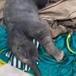 Korba Big News : नवजात हाथी की हुई मौत, जिले में 2 दिन पहले करंट से हाथी की हुई मौत