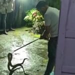 Korba Snake Rescue : घर में घुस गया नाग तो सहमे परिवार के लोग, फिर स्नेक रेस्क्यूर ने मौके पर पहुंचक...