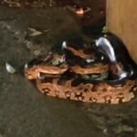 Korba Snake : थाना परिसर में दिखा अजगर तो सहमे पुलिसकर्मी, रेस्क्यू होने के बाद ली राहत की सांस...