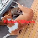 JanjgirChampa Amazing Video : कुतिया पिलाती है बंदर के बच्चे को दूध, जानवरों के बीच अनोखे प्यार की ख...
