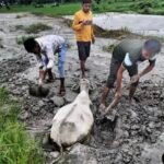 Janjgir Big News : राखड़ के दलदल में फिर से फंस गए, मवेशी, गौसेवकों ने मशक्कत कर निकाला, प्रशासन गम्...