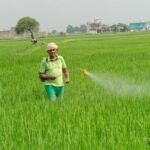 JanjgirChampa Farmer Problem : धान की फ़सल में तना छेदक बीमारी से किसान परेशान, कृषि विभाग ने अब तक क...