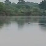 JanjgirChampa Crocodile : एनीकट के पास लीलागर नदी में मगरमच्छ दिखा, दहशत में लोग, मौक़े पर पहुंची वन ...