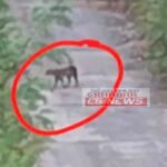 Janjgir Big News : मड़वा पॉवर प्लांट परिसर में तेंदुआ जैसा जानवर देखा गया, वन अमला अलर्ट, क्षेत्र के ...
