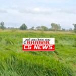 JanjgirChampa Farmer Problem : बारिश से धान की फसल को नुकसान, खड़ी फसल खेत में गिरी...