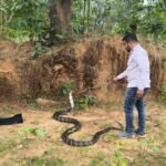 Korba Snake Rescue : किंग कोबरा को देख कर ग्रामीणों की सांस अटकी, सर्पमित्र ने किया सुरक्षित रेस्क्य...