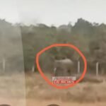 Janjgir-Pantora Elephant : डोंगीपेंड्री गांव के अंदर पहुंचा हाथी, अभी तक कुछ भी नुकसान नहीं पहुंचाया...