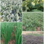 Kisaan School : वरिष्ठ पत्रकार कुंजबिहारी साहू किसान स्कूल बहेराडीह में राज्य स्तरीय भाजी महोत्सव 10...