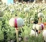 CG News: अफीम की खेती पर बड़ा खुलासा! सर्वे में बड़ा खेल… सरकारी रिकॉर्ड में बताया इस चीज का फसल, अब...