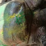 Janjgir-Nawagarh Turtle Death : अमोरा गांव के तालाब में दशकों से मौजूद 40 किलो के कछुआ की मौत, कछुआ ...