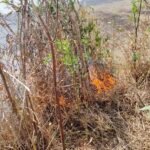 JanjgirChampa Fire : सफेद चंदन के पौधों में आग लगी, किसान को हुआ बड़ा नुकसान...