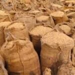 JanjgirChampa Big News : धान खरीदी में बड़ा घपला, 1 करोड़ 29 लाख के धान का गबन, 7 कर्मचारी-हमाल पर हुई...