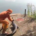 JanjgirChampa Crocodile News : कोटमीसोनार गांव में तालाब के पास फिर से मगरमच्छ मिला, क्रोकोडायल पार्...
