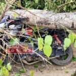 JanjgirChampa Big News : हाइवा वाहन के एक हिस्से की टक्कर से पेड़ गिरा, पेड़ गिरने से सड़क पर खड़े 2 लोग...