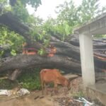 Janjgir-Bamhanidih Big News : घर पर गिरा पीपल पेड़, घर में थे 5 लोग, 1 दबा तो किया गया रेस्क्यू, आई म...