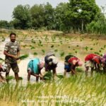 Raigarh News : नवाचारी और उन्ननतशील किसान नारायण गबेल कर रहे प्राकृतिक खेती, दूसरे किसानों के लिए बन...