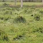 Janjgir-Baheradih News : धान की फसल पर बेमौसम बारिश का कहर, किसानों को झेलना पड़ रहा दोहरा नुकसान